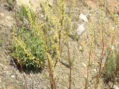 Reseda stricta