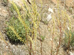 Reseda stricta