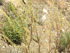 Reseda stricta