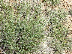 Launaea fragilis