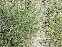 Launaea fragilis