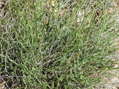 Launaea fragilis