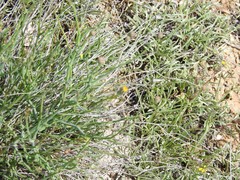 Launaea fragilis