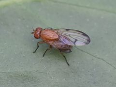Minettia inusta