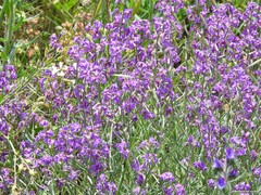 Matthiola fruticulosa