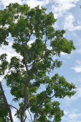 Erythrophleum chlorostachys