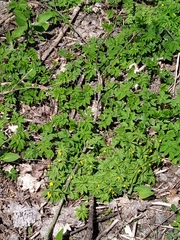 Anemonoides ranunculoides