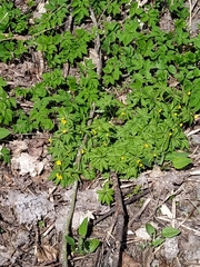 Anemonoides ranunculoides