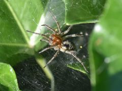 Agelena labyrinthica