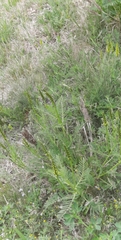 Astragalus asper