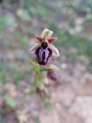 Ophrys sphegodes spruneri