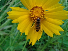 Syrphus ribesii