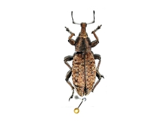 Trichalophus boeberi
