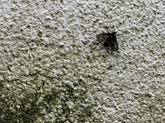 Psichotoe duvaucelii