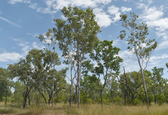 Corymbia confertiflora