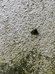 Psichotoe duvaucelii