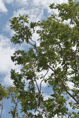 Corymbia confertiflora