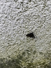 Psichotoe duvaucelii