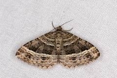 Chrysolarentia subrectaria