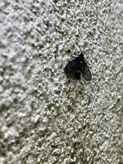 Psichotoe duvaucelii