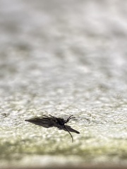 Psichotoe duvaucelii