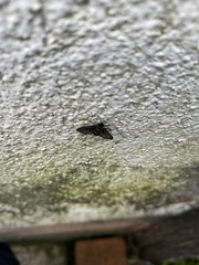 Psichotoe duvaucelii