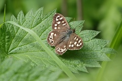 Pararge aegeria