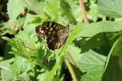Pararge aegeria