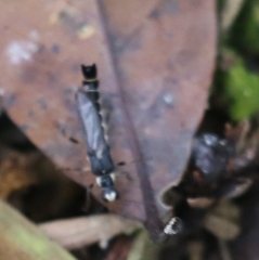 Ichthyurus nigripennis