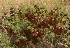 Dodonaea physocarpa