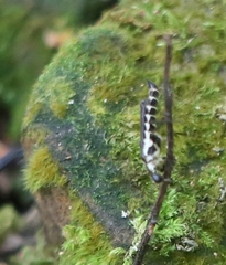 Ichthyurus nigripennis