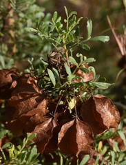 Dodonaea physocarpa