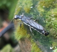 Ichthyurus nigripennis