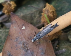 Ichthyurus nigripennis