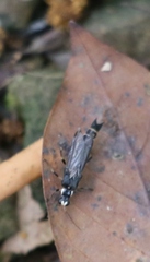 Ichthyurus nigripennis