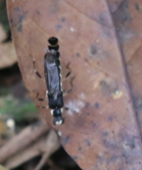 Ichthyurus nigripennis