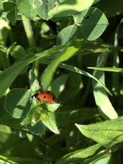 Coccinella septempunctata