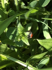 Coccinella septempunctata