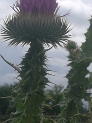 Onopordum acanthium