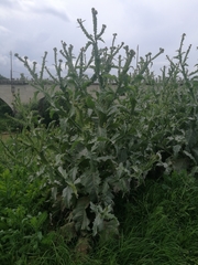 Onopordum acanthium