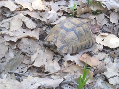 Testudo graeca graeca