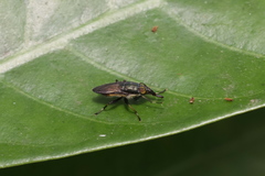 Idiella