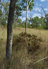 Eucalyptus leptophleba