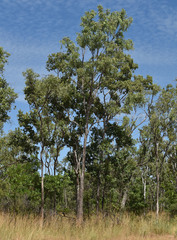 Eucalyptus leptophleba