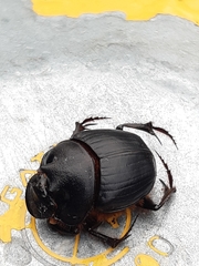 Onthophagus mniszechi