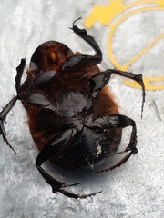 Onthophagus mniszechi