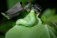 Operophtera brumata