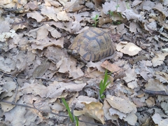 Testudo graeca graeca