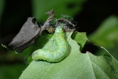 Operophtera brumata