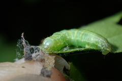 Operophtera brumata